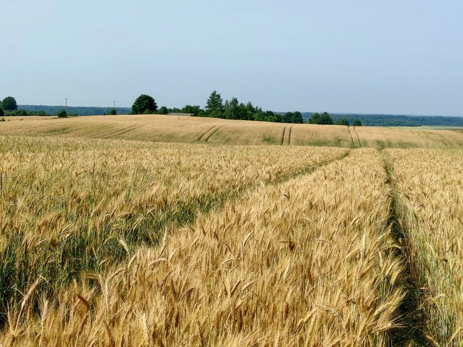 Vladimiro Ivanovo (VŽ) nuotr.
