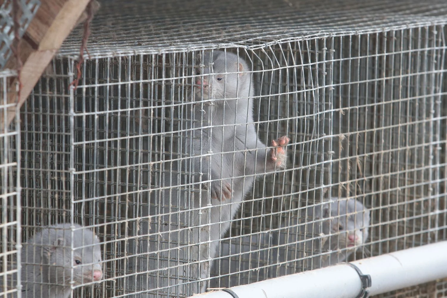 Vladimiro Ivanovo (VŽ) nuotr. 