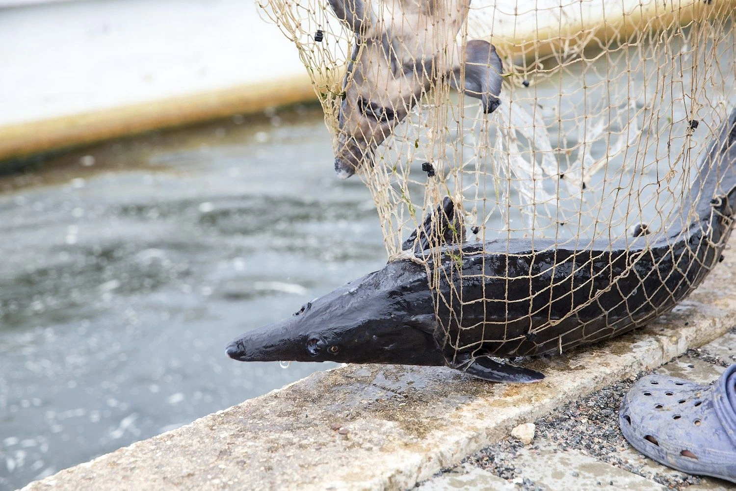 Pagal priemonę priemonės „Gamybos ir prekybos planai“ gamintojų organizacijoms bus išdalinta 430.000 Eur paramos. Vladimiro Ivanovo (VŽ) nuotr.