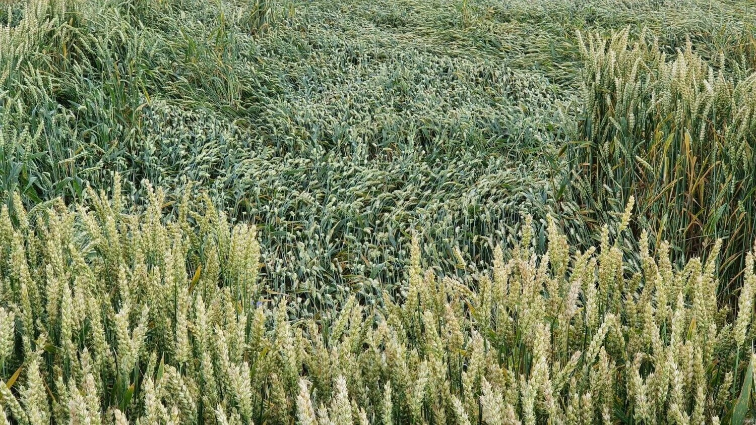 Lino Butkaus (VŽ) nuotr.