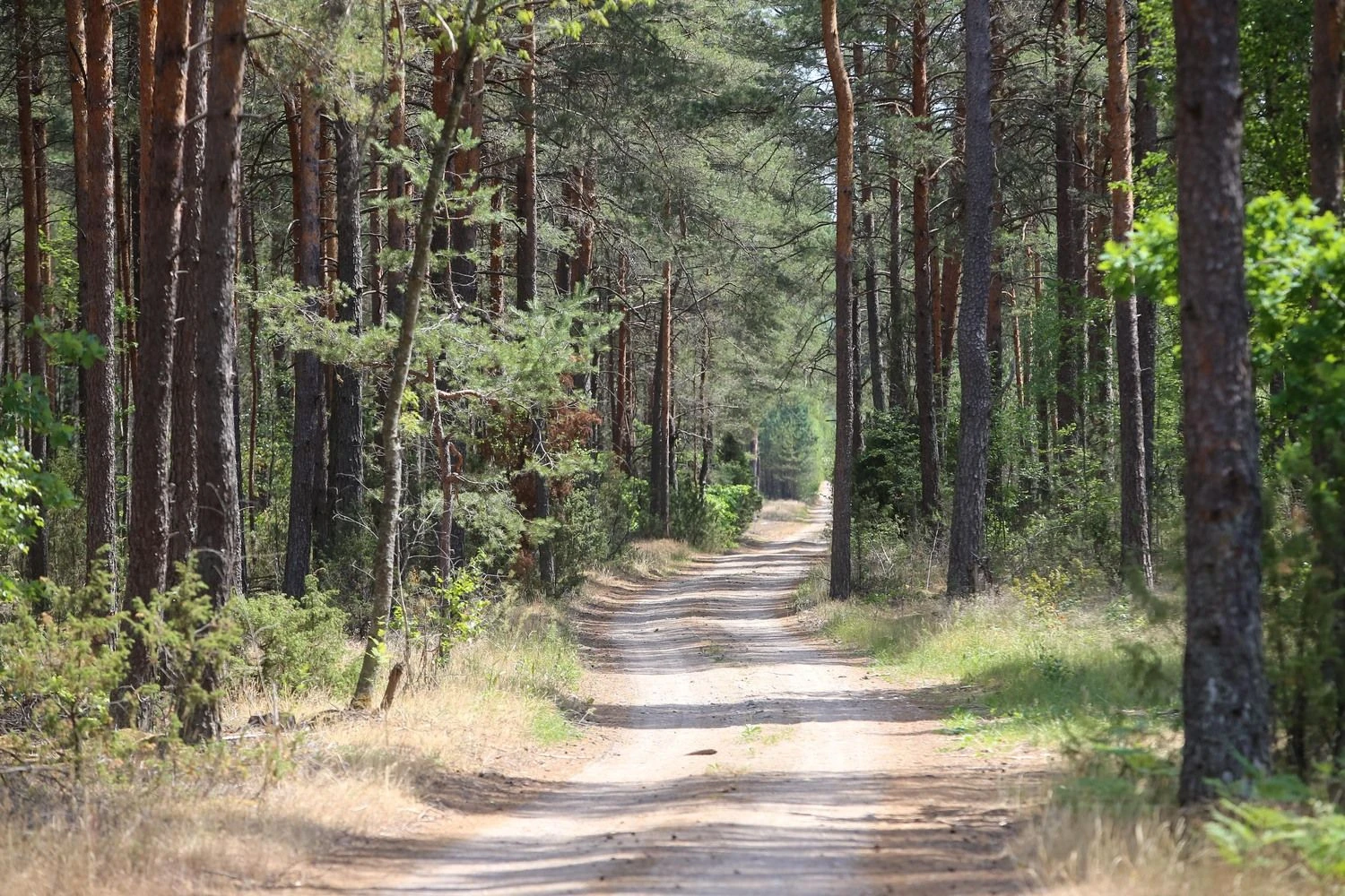 Lietuvos miškas. Vladimiro Ivanovo (VŽ) nuotr.