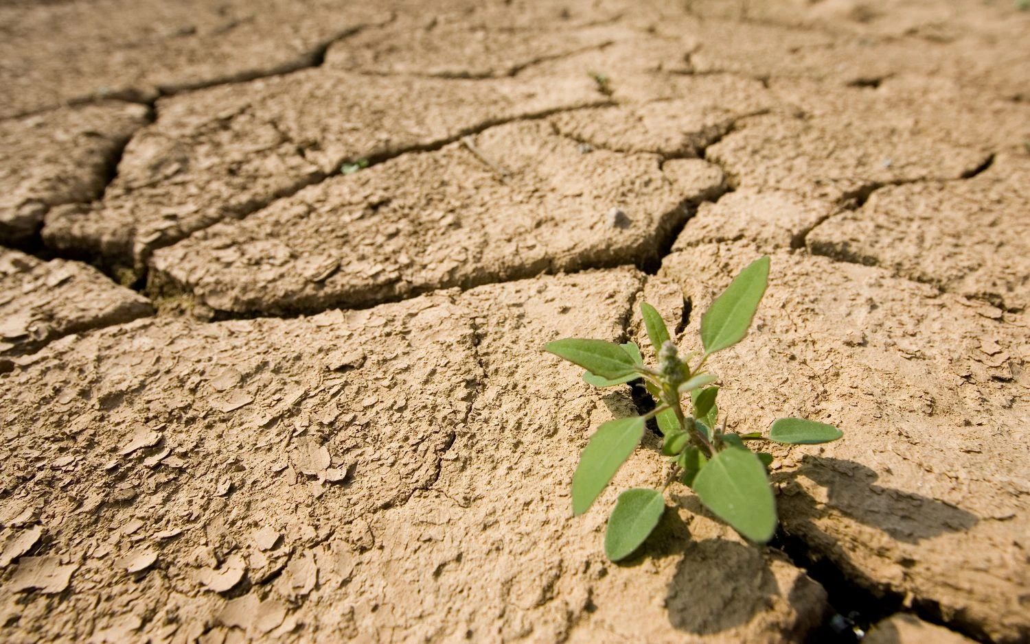 Vladimiro Ivanovo (VŽ) nuotr. 