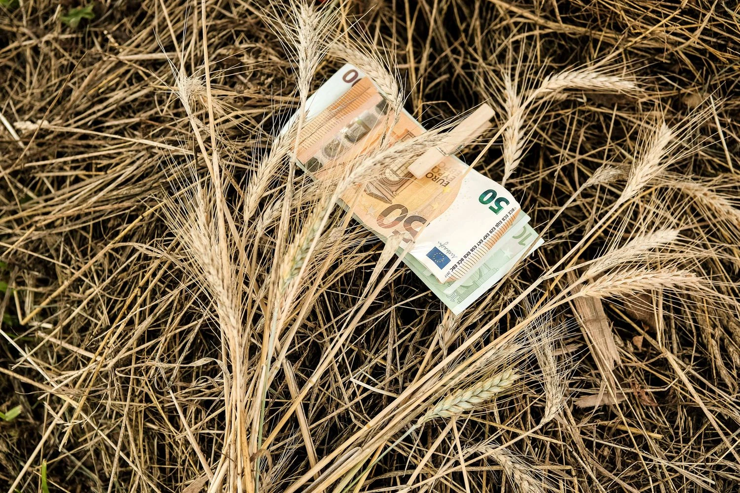 Vladimiro Ivanovo (VŽ) nuotr.