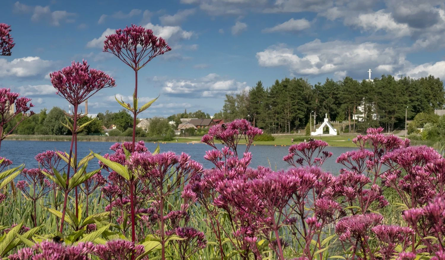 Dauniškio ežeras. Kristinos Stalnionytės nuotr.