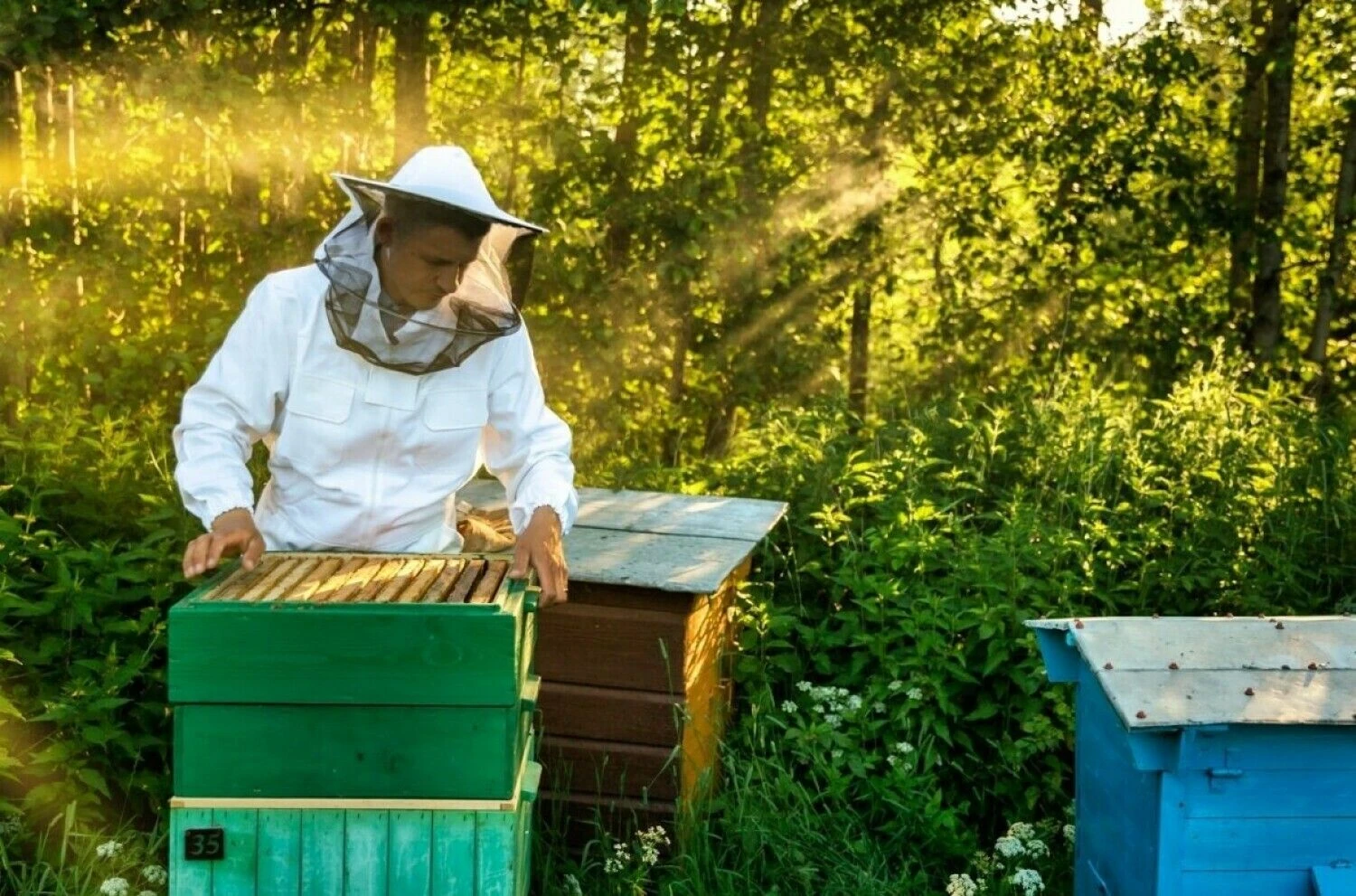 Laimonas Galvonas, UAB „Medaus namai“ įkūrėjas. Bendrovės nuotr.
