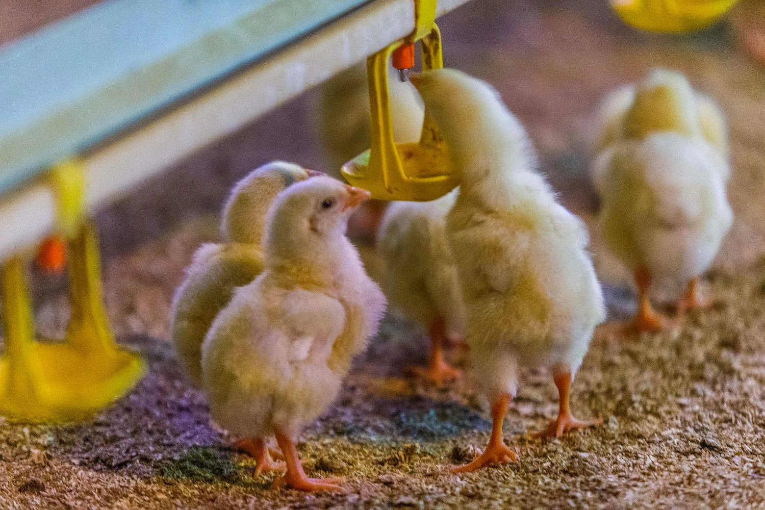 Vladimiro Ivanovo (VŽ) nuotr.