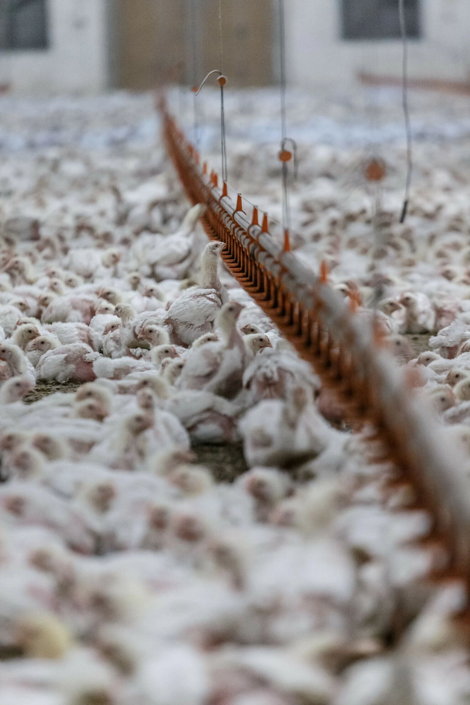 Vladimiro Ivanovo (VŽ) nuotr.