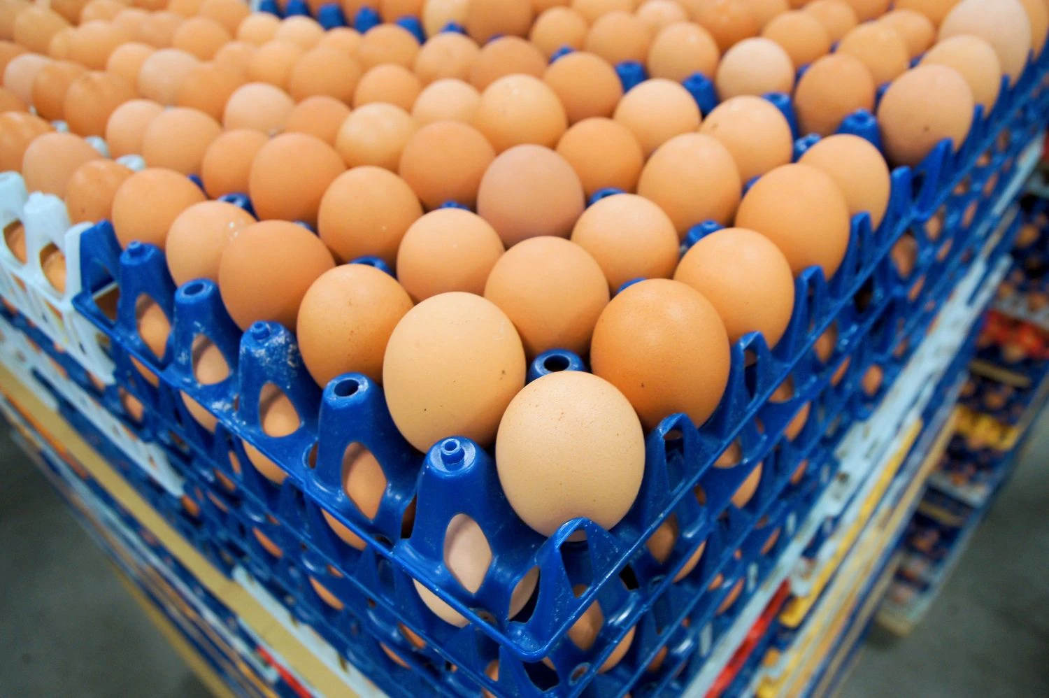 Algimanto Kalvaičio nuotr.