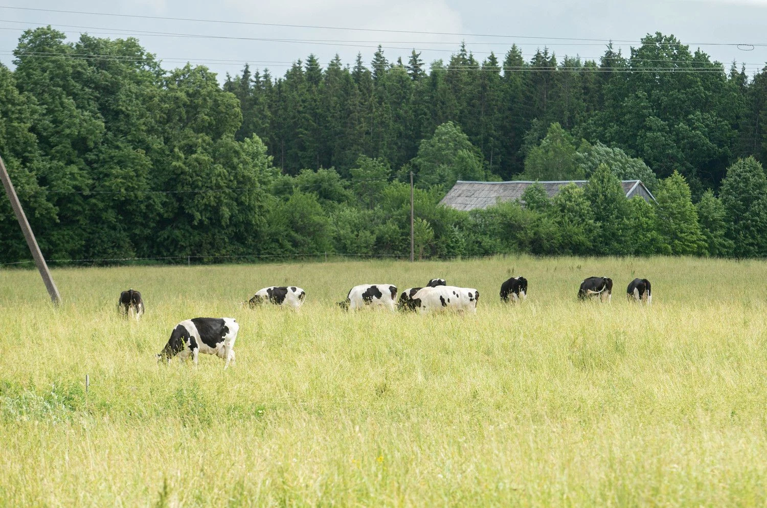 Juditos Grigelytės (VŽ) nuotr.