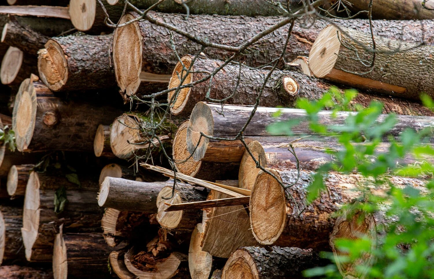 Juditos Grigelytės (VŽ) nuotr.