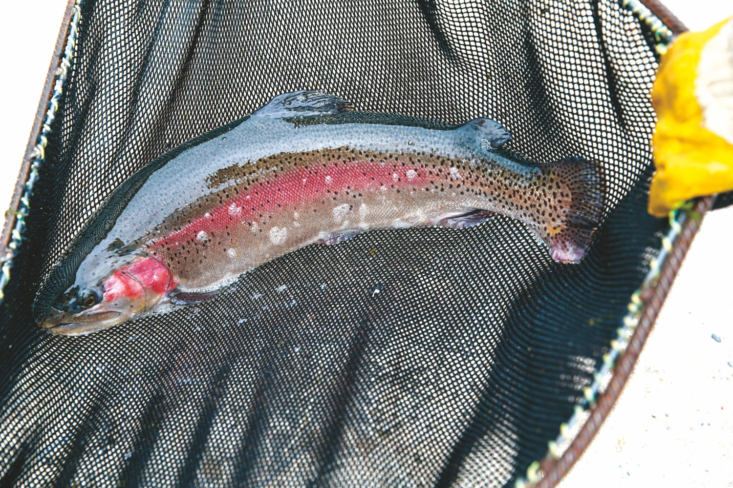 Pajamos už parduotus upėtakius augo daugiau kaip 50%. Vladimiro Ivanovo (VŽ) nuotr.