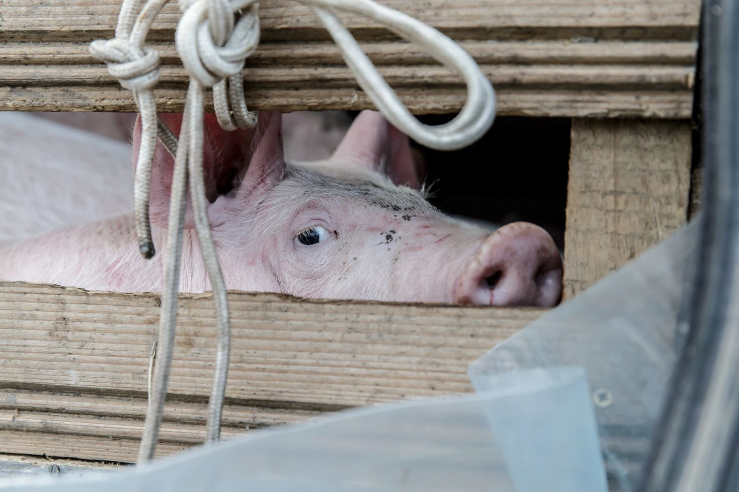 Juditos Grigelytės (VŽ) nuotr. 