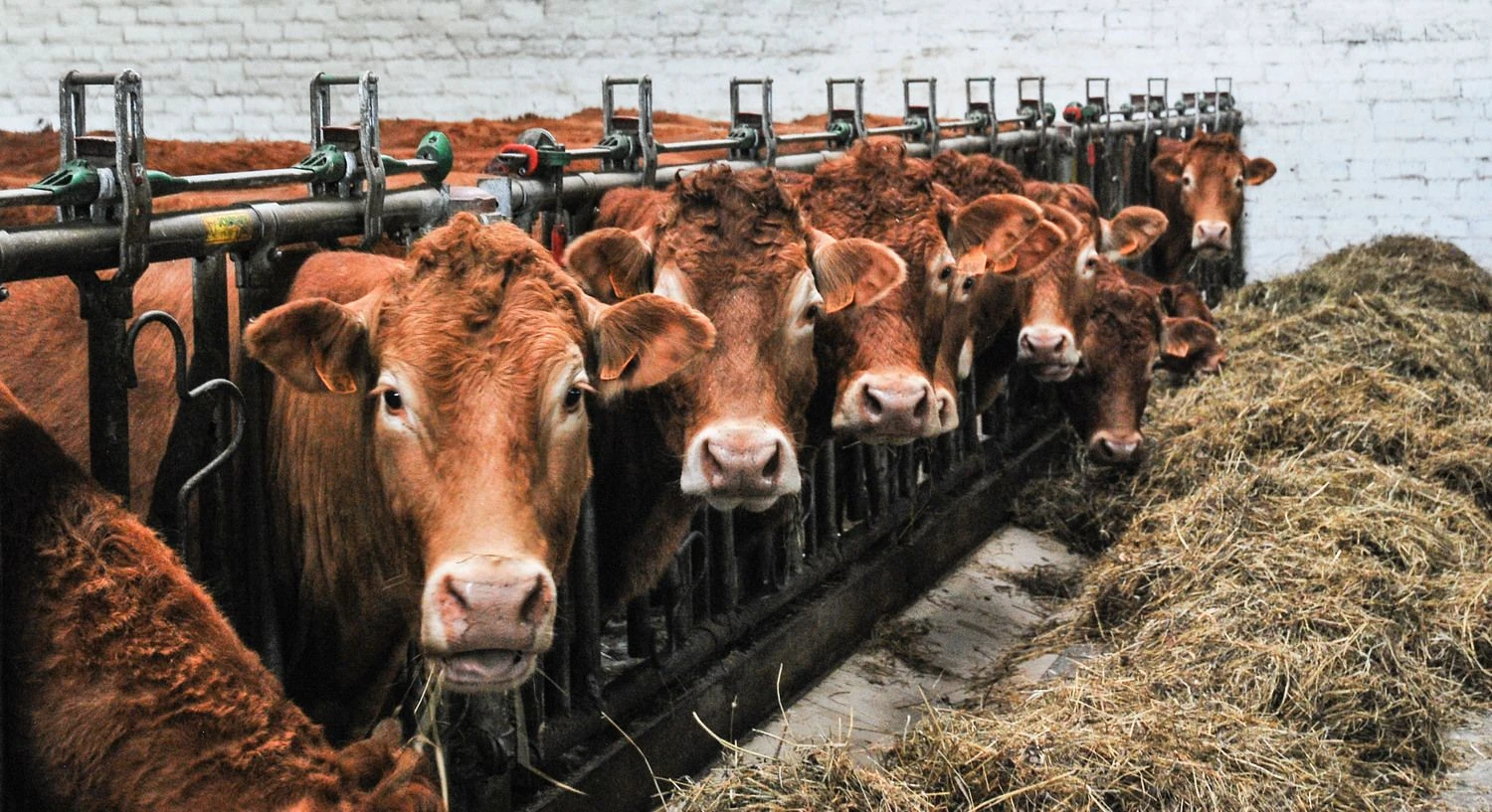 Sigitos Migonytės (VŽ) nuotr.