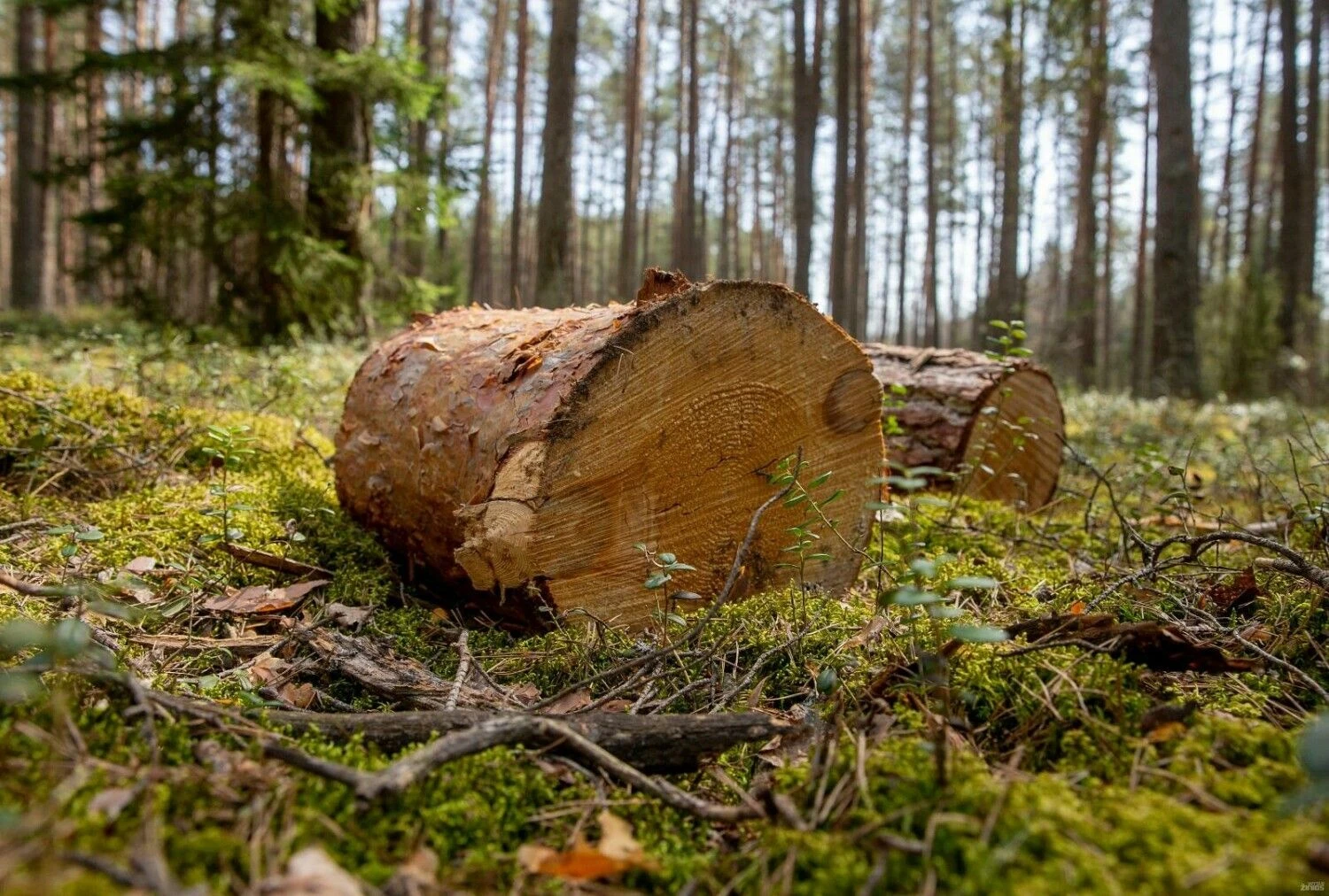 Juditos Grigelytės (VŽ) nuotr.