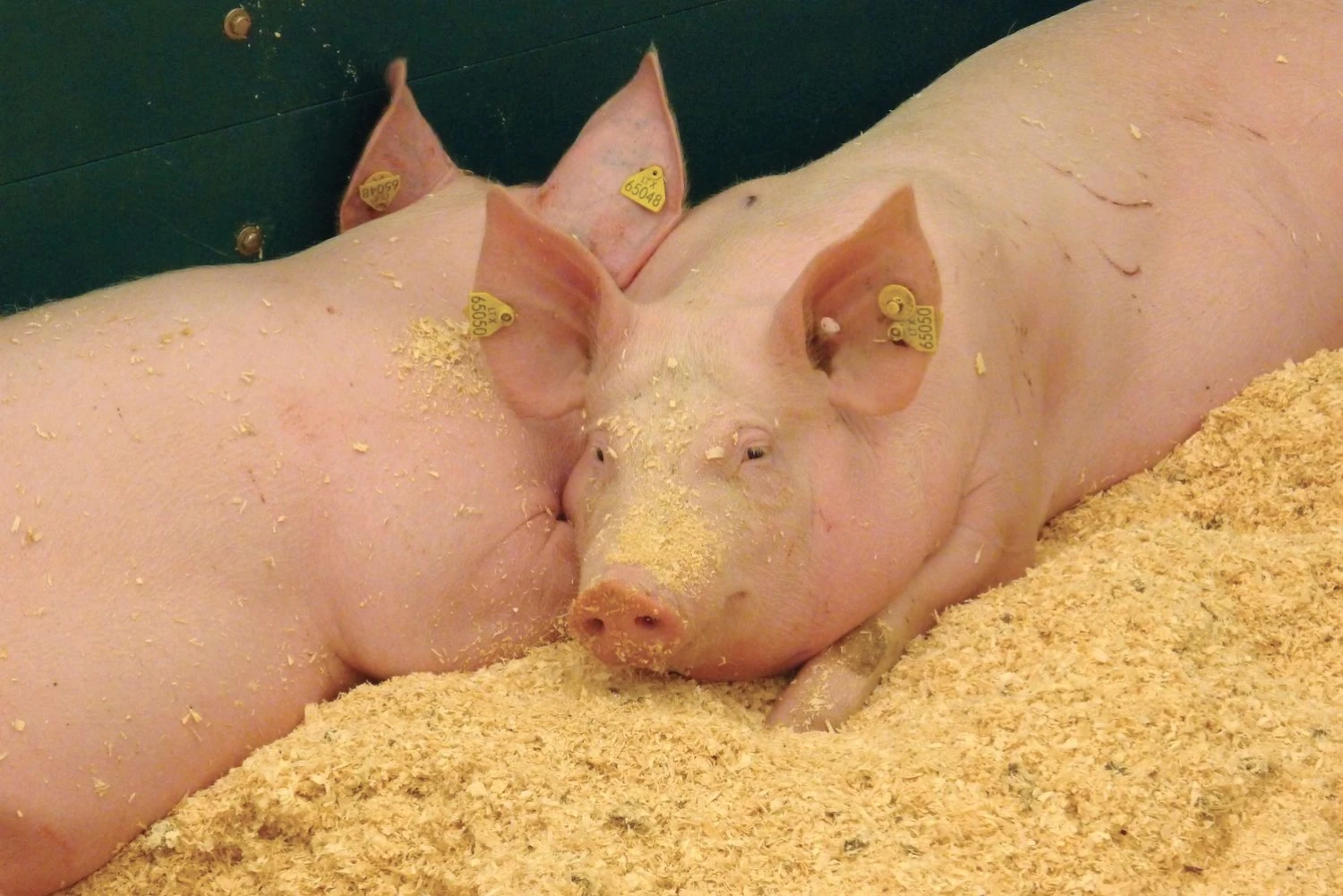  Algimanto Barzdžiaus nuotr.