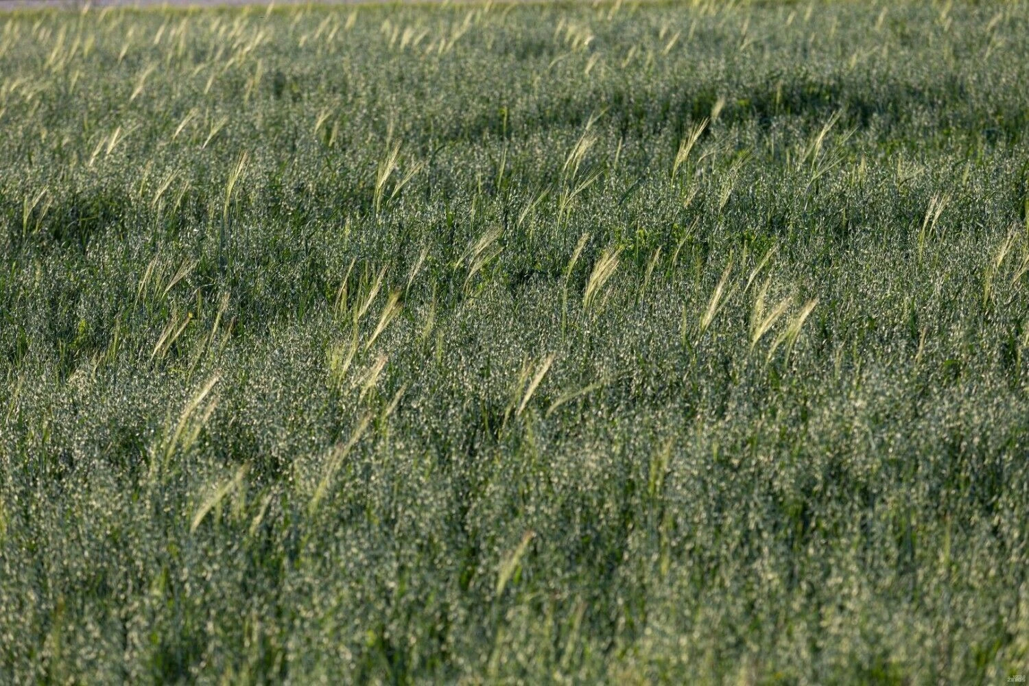 Juditos Grigelytės (VŽ) nuotr.