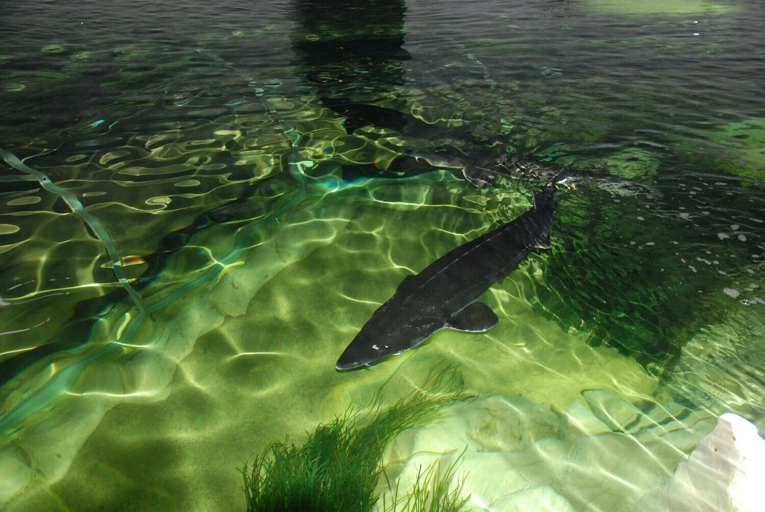 Jūrų muziejus – vėl lankomiausias Lietuvoje. VŽ nuotr.