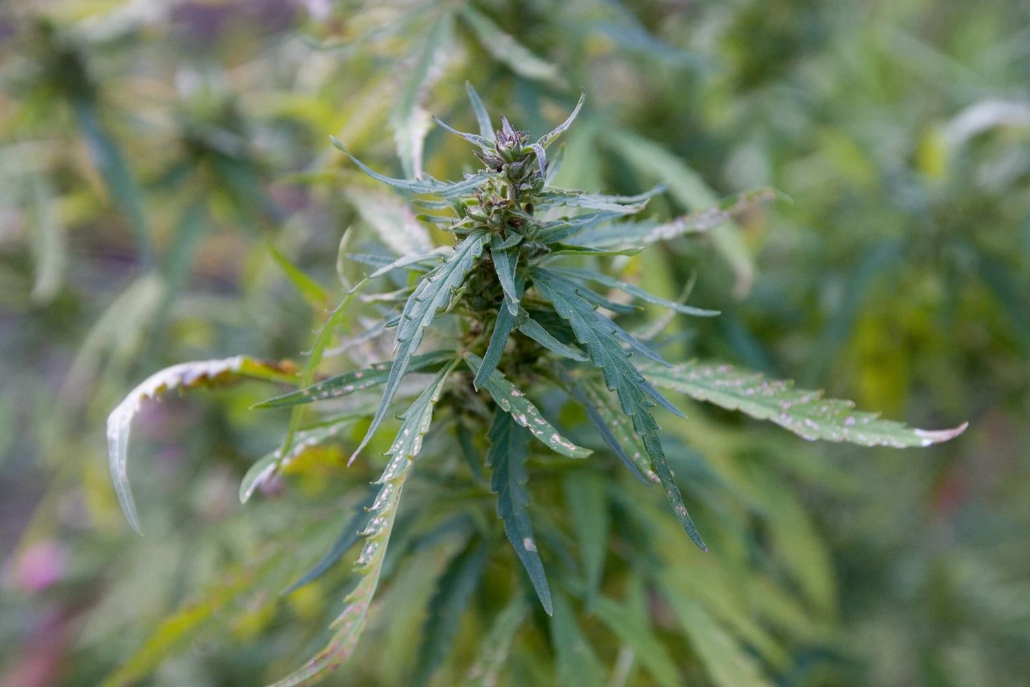 Juditos Grigelytės (VŽ) nuotr.