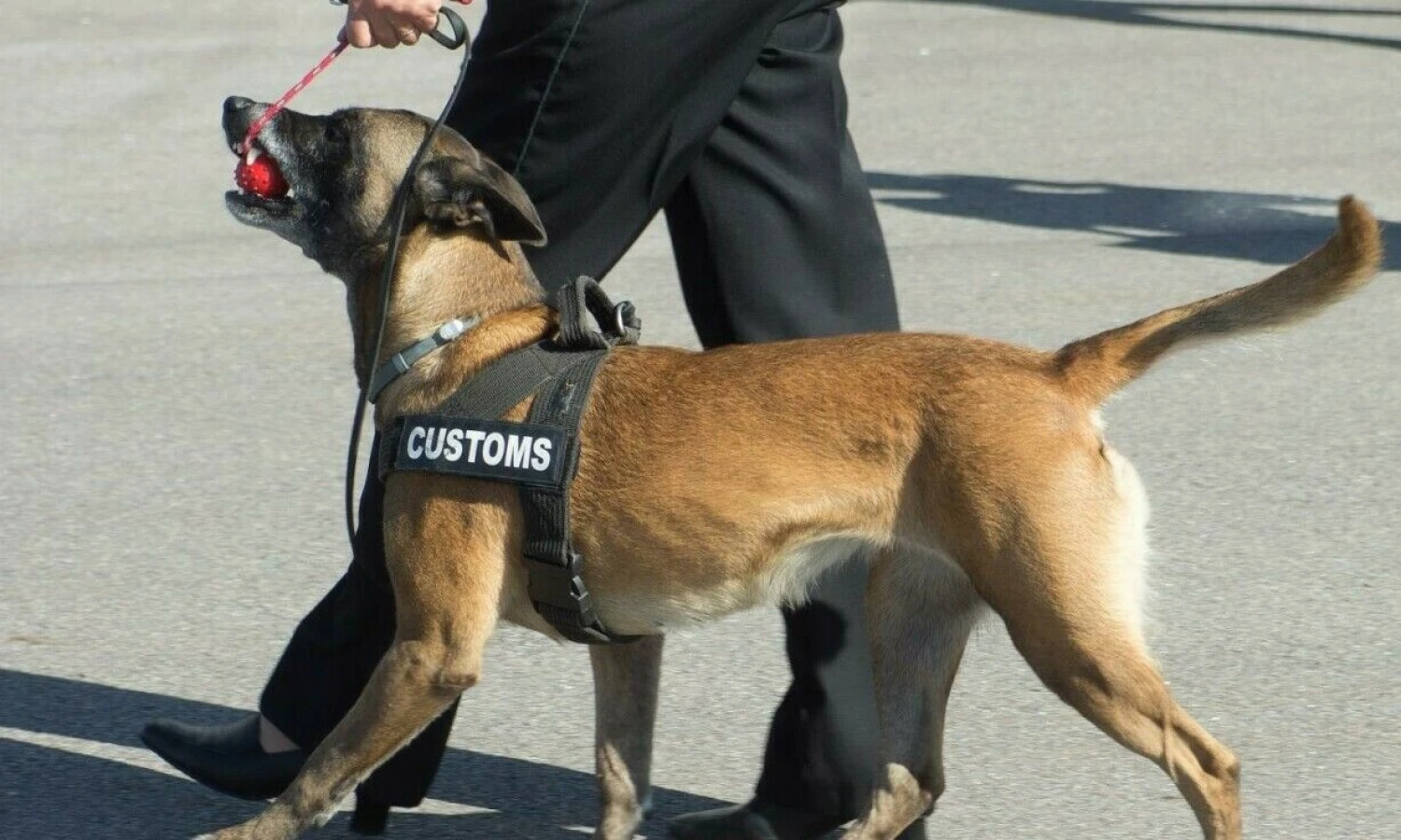 Algimanto Kalvaičio nuotr.