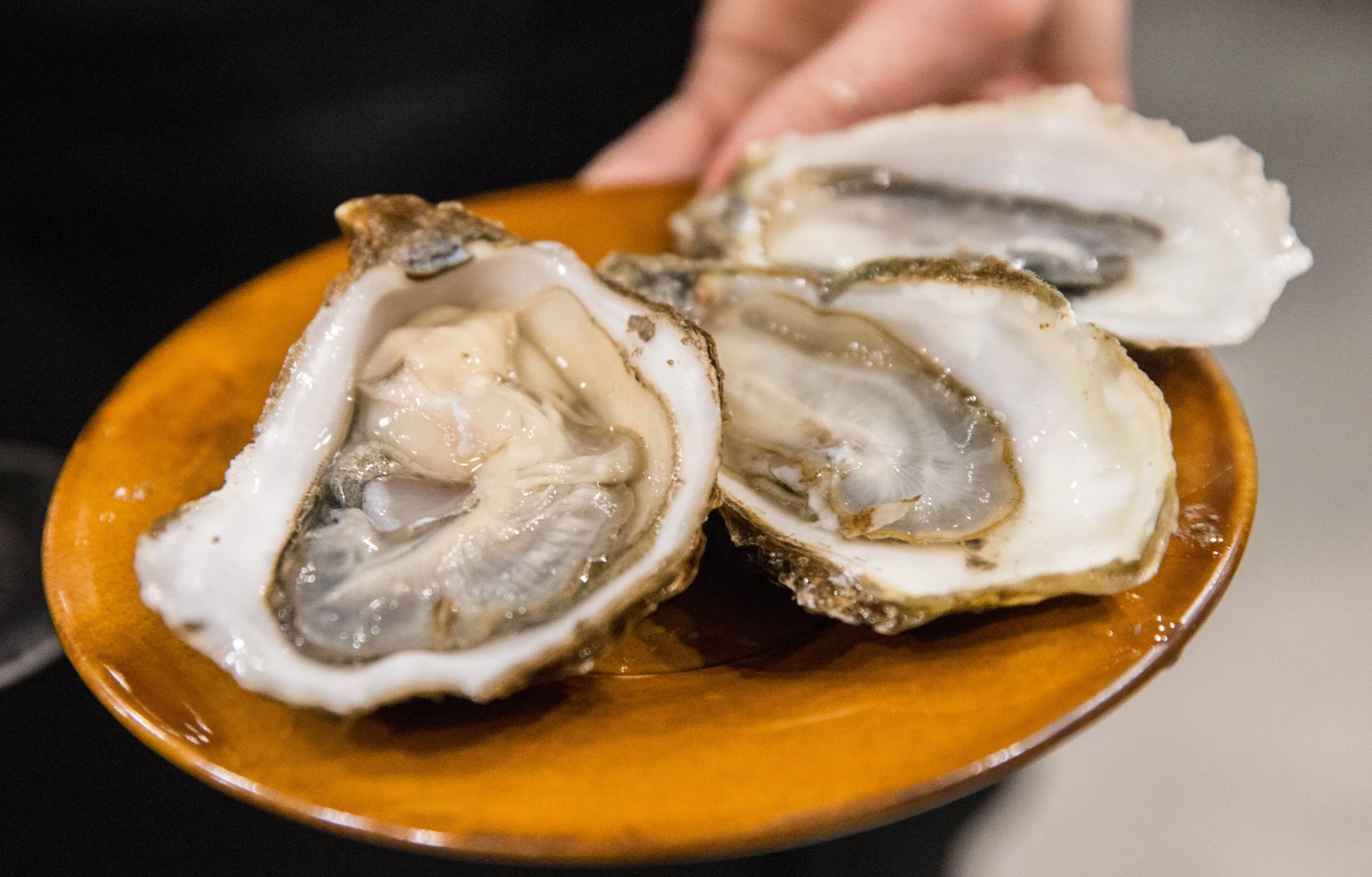 Moliusko geldelėje vanduo sūrokas, o pati austrė – karstelėjusi. Juditos grigelytės (VŽ) nuotr.
