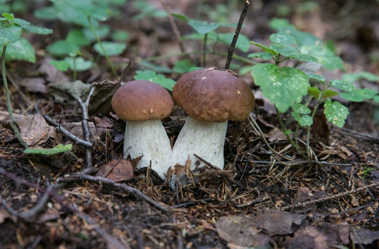 Juditos Grigelytės (VŽ) nuotr.