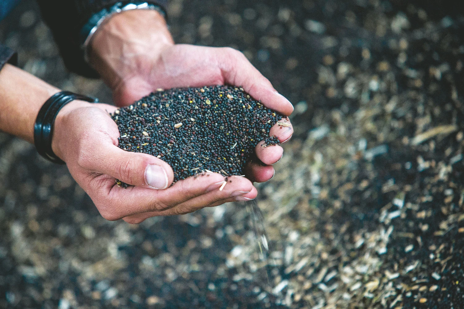 Nors kainos ir aukštos, rapsai dėl auginimo rizikos praranda populiarumą. Juditos Grigelytės (VŽ) nuotr.