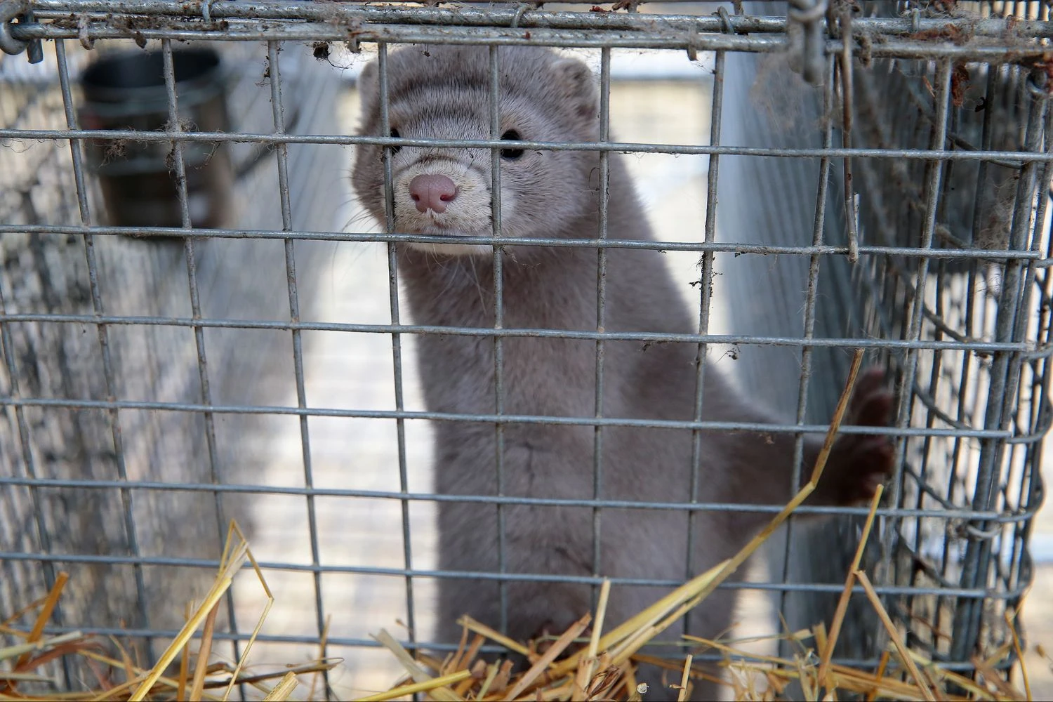 Vladimiro Ivanovo (VŽ) nuotr. 