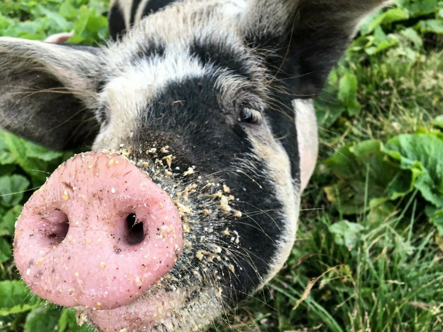 Vladimiro Ivanovo (VŽ) nuotr.