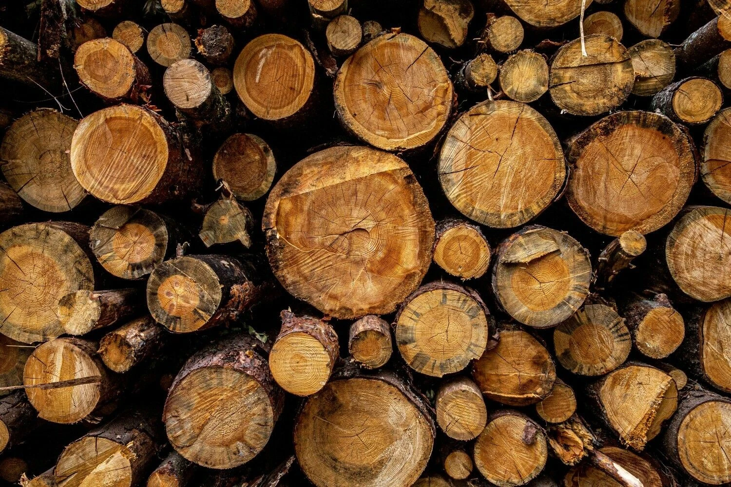 Juditos Grigelytės (VŽ) nuotr.