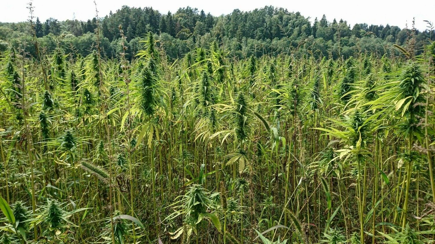 Lino Butkaus (VŽ) nuotr.