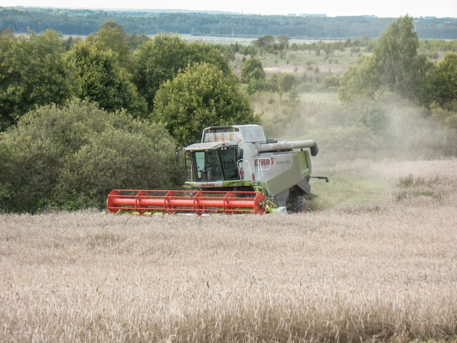 Lukšių žemės ūkios bendrovė šiemet uždirbs iš grūdinių kultūrų, kurias išankstiniais sandoriais pardavė dar žiemą. Šis uždarbis leidžia palaikyti ant nuostolio ribos balansuojančią pienininkystę. Vladimiro Ivanovo (VŽ) nuotr.