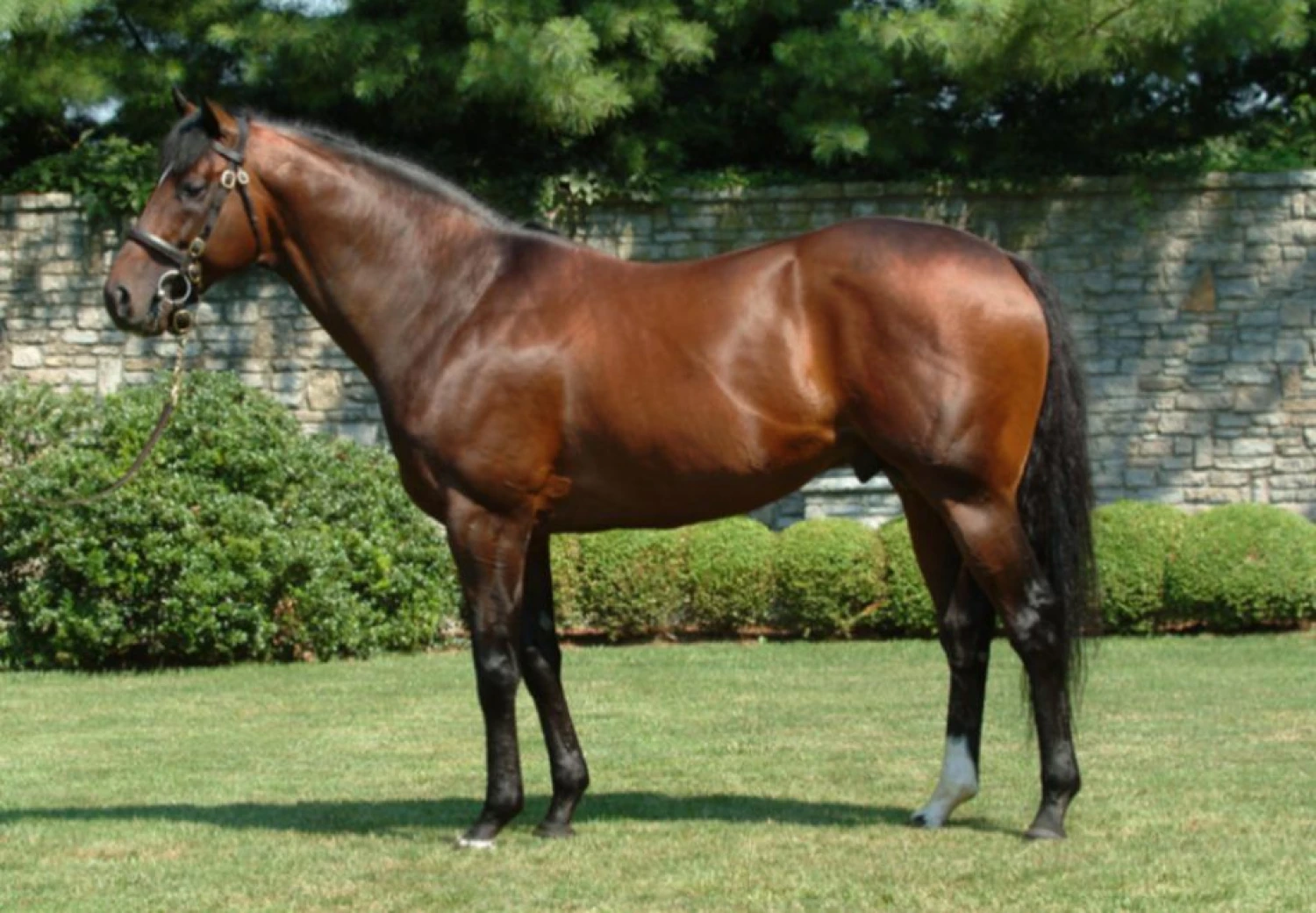 Fusaichi Pegasus. 
