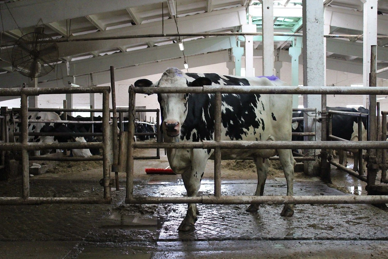 Mato Miknevičiaus (VŽ) nuotr.