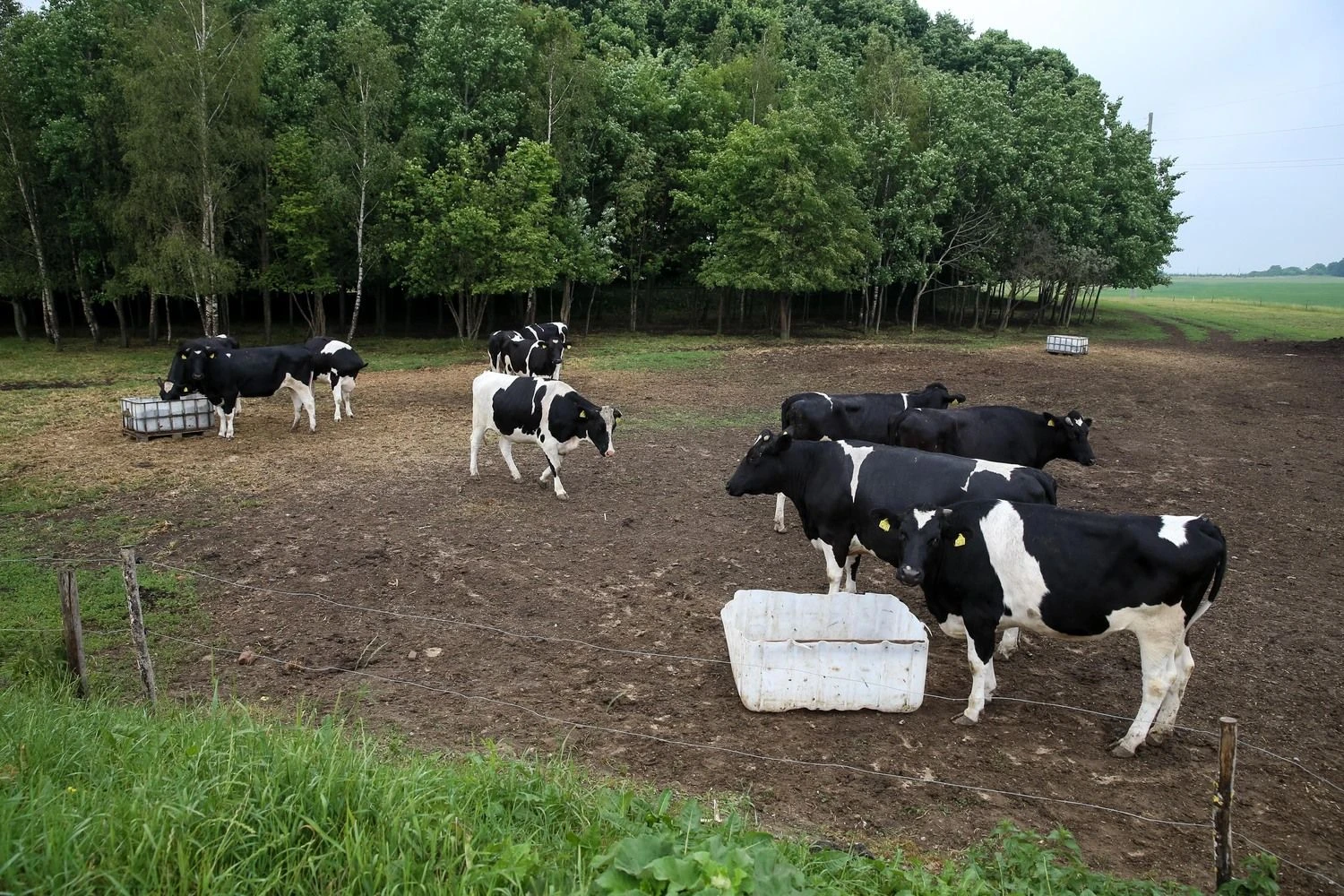  Vladimiro Ivanovo (VŽ) nuotr.