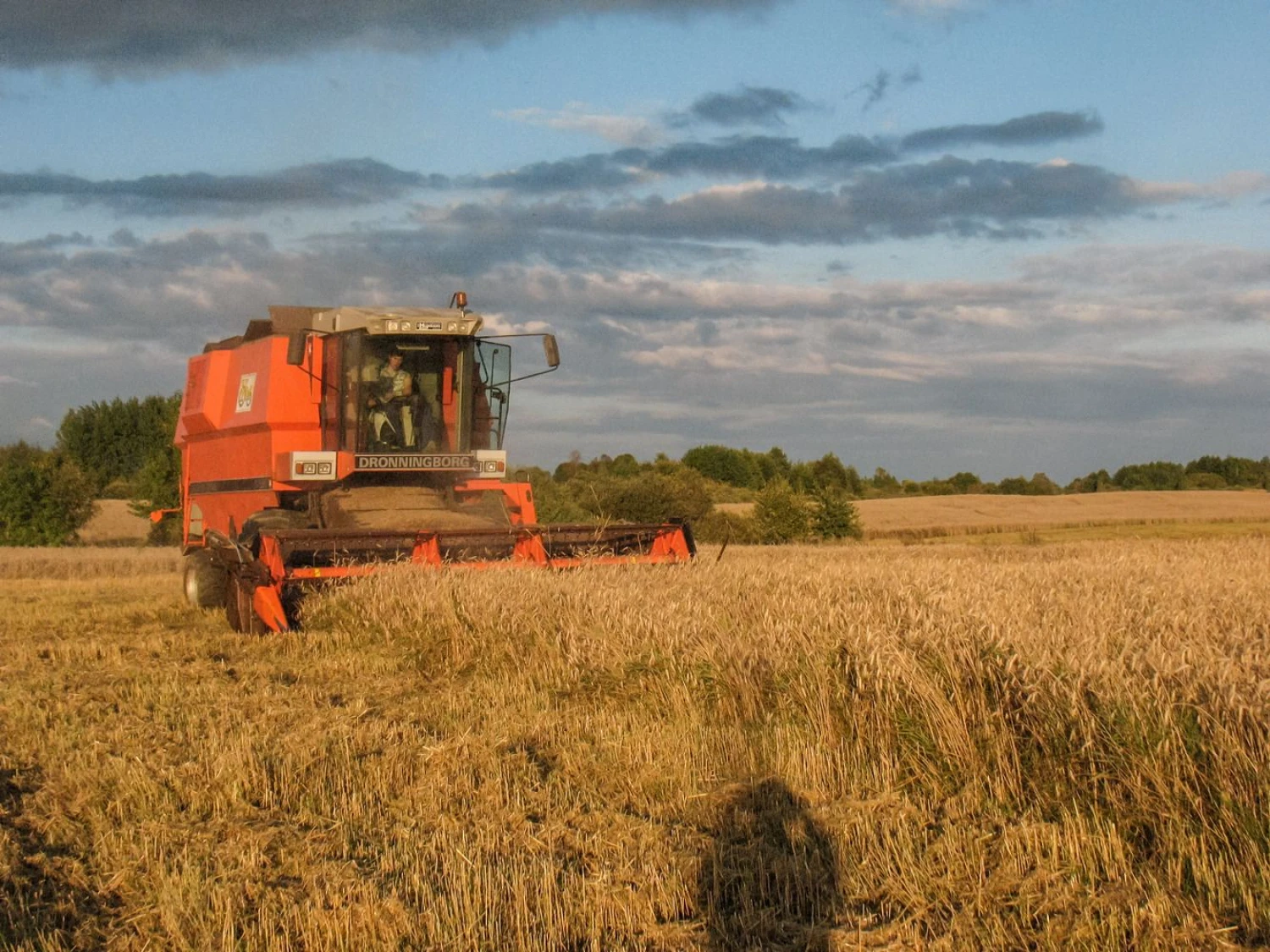 Javapjūtė Lietuvoje šiemet prasidėjo pora savaičių anksčiau nei įprastai. Vladimiro Ivanovo (VŽ) nuotr.