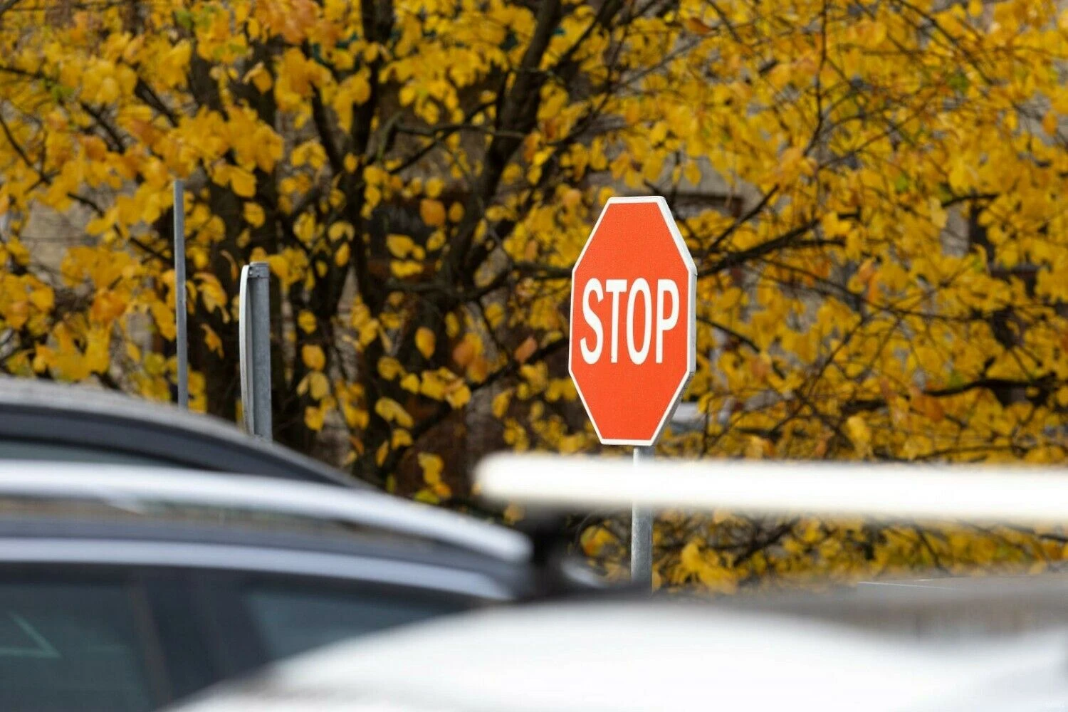 Juditos Grigelytės (VŽ) nuotr.