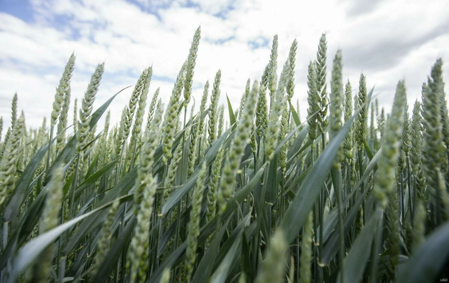 Juditos Grigelytės (VŽ) nuotr.