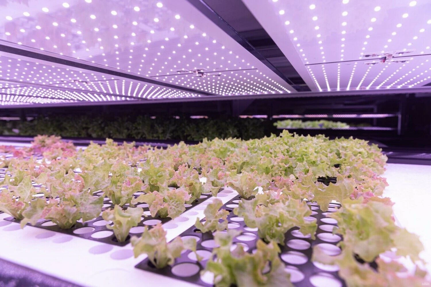 „Leafood“ vertikalus ūkis. Juditos Grigelytės (VŽ) nuotr.