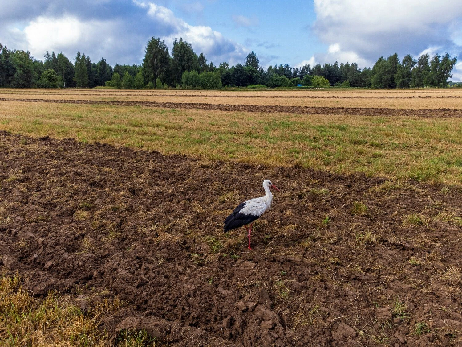 Vladimiro Ivanovo (VŽ) nuotr.