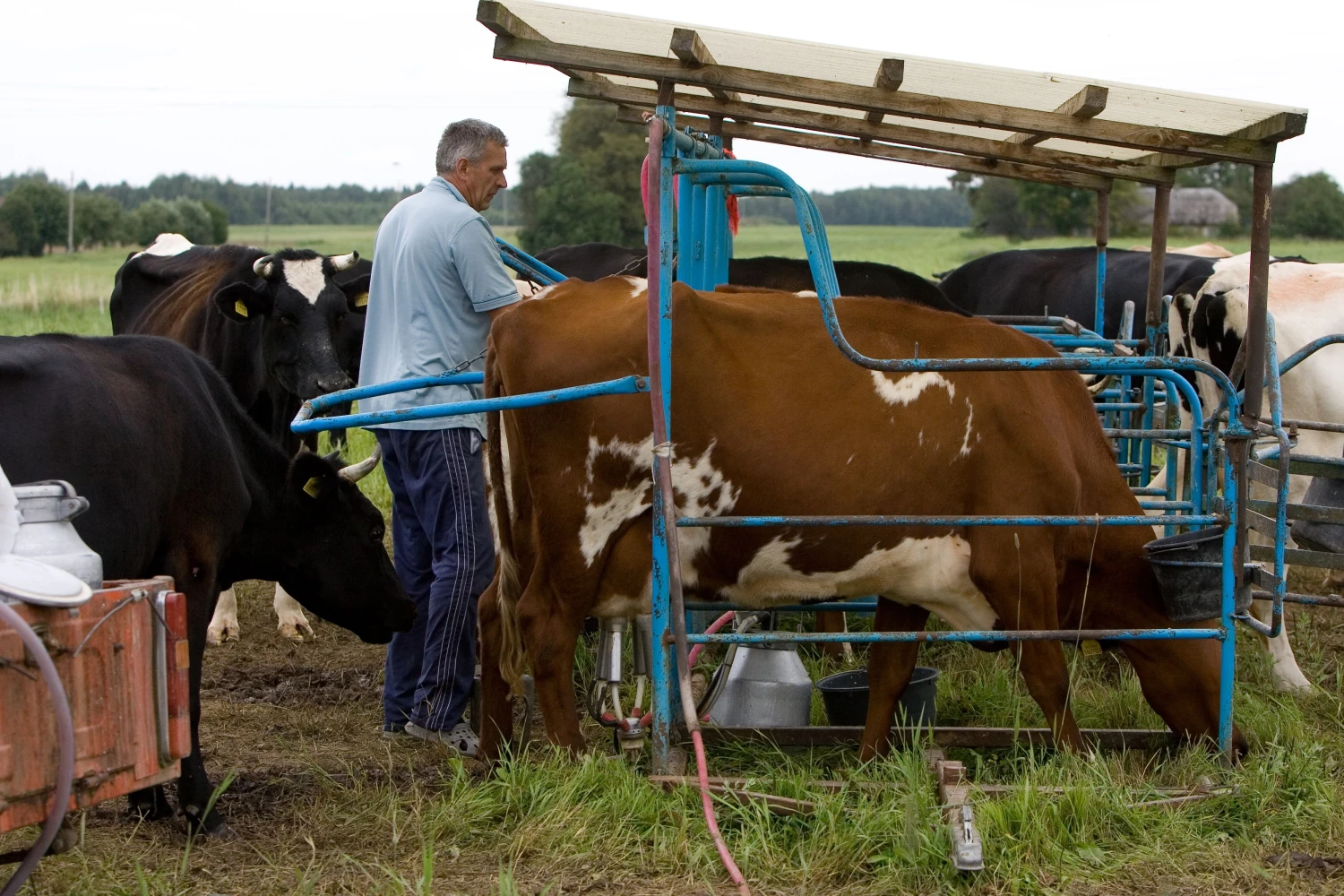 Už didesnį riebumą, skirtingai nei pas mus, papildomai nemokama.  Į Lenkiją vežamas tų ūkių, kurių tyrimų duomenys nėra ypatingai geri, žaliava.  Juditos Grigelytės (VŽ) nuotr.
