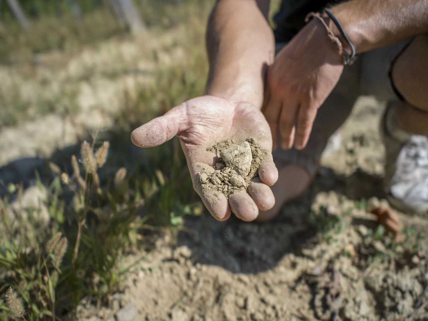 „Austrian Wine“ nuotr.