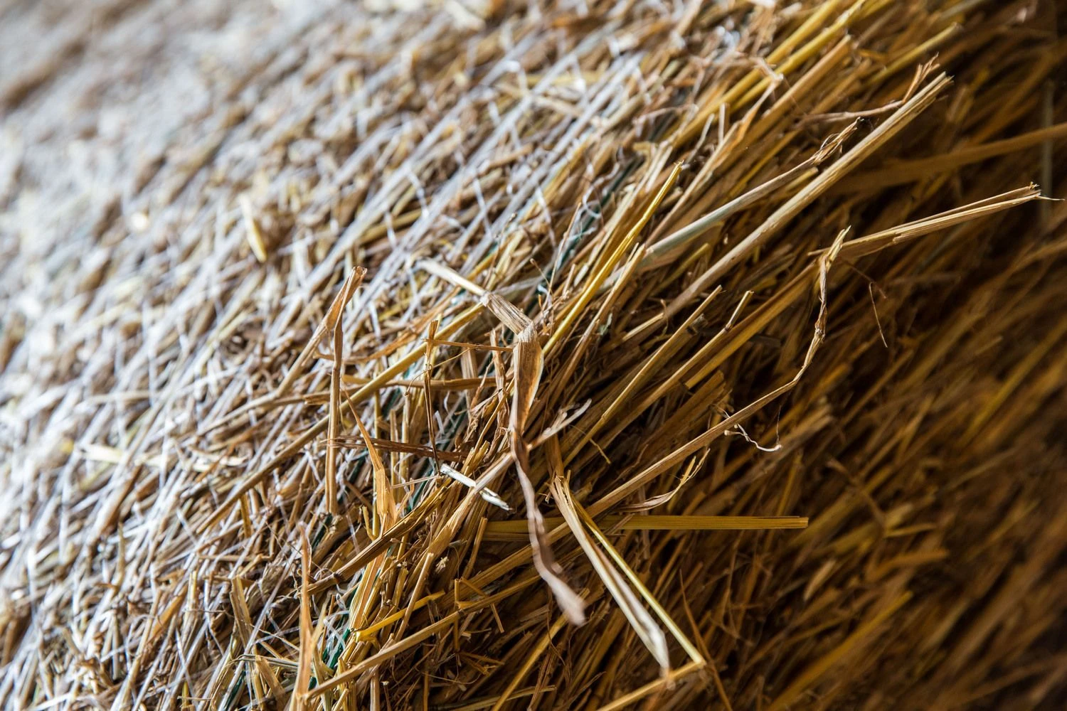 Juditos Grigelytės (VŽ) nuotr.