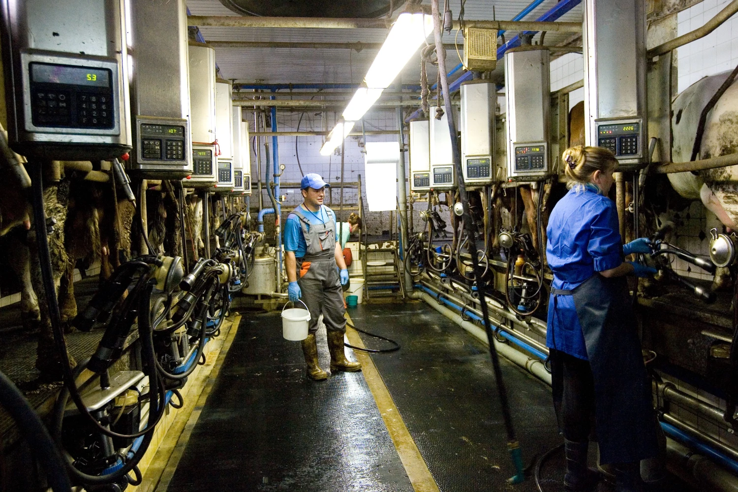 Rinktis technologijas, leidžiančias gaminti tik standartinę aukščiausios kokybės produkciją, žemdirbius spaudžia maisto pramonė, nustatanti grūdų ir kitų maisto produktų standartus. Vladimiro Ivanovo (VŽ) nuotr.