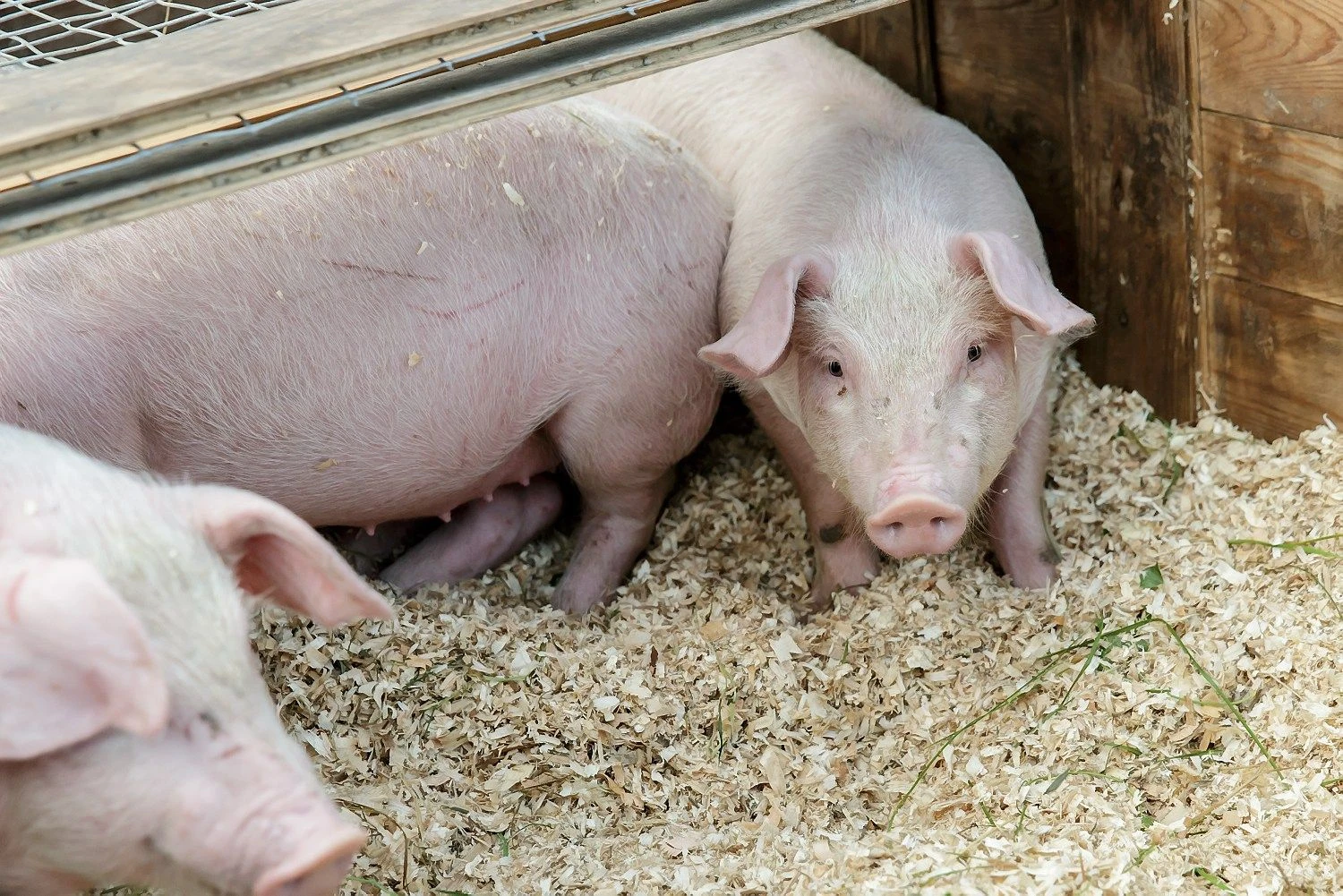 Vladimiro Ivanovo (VŽ) nuotr.