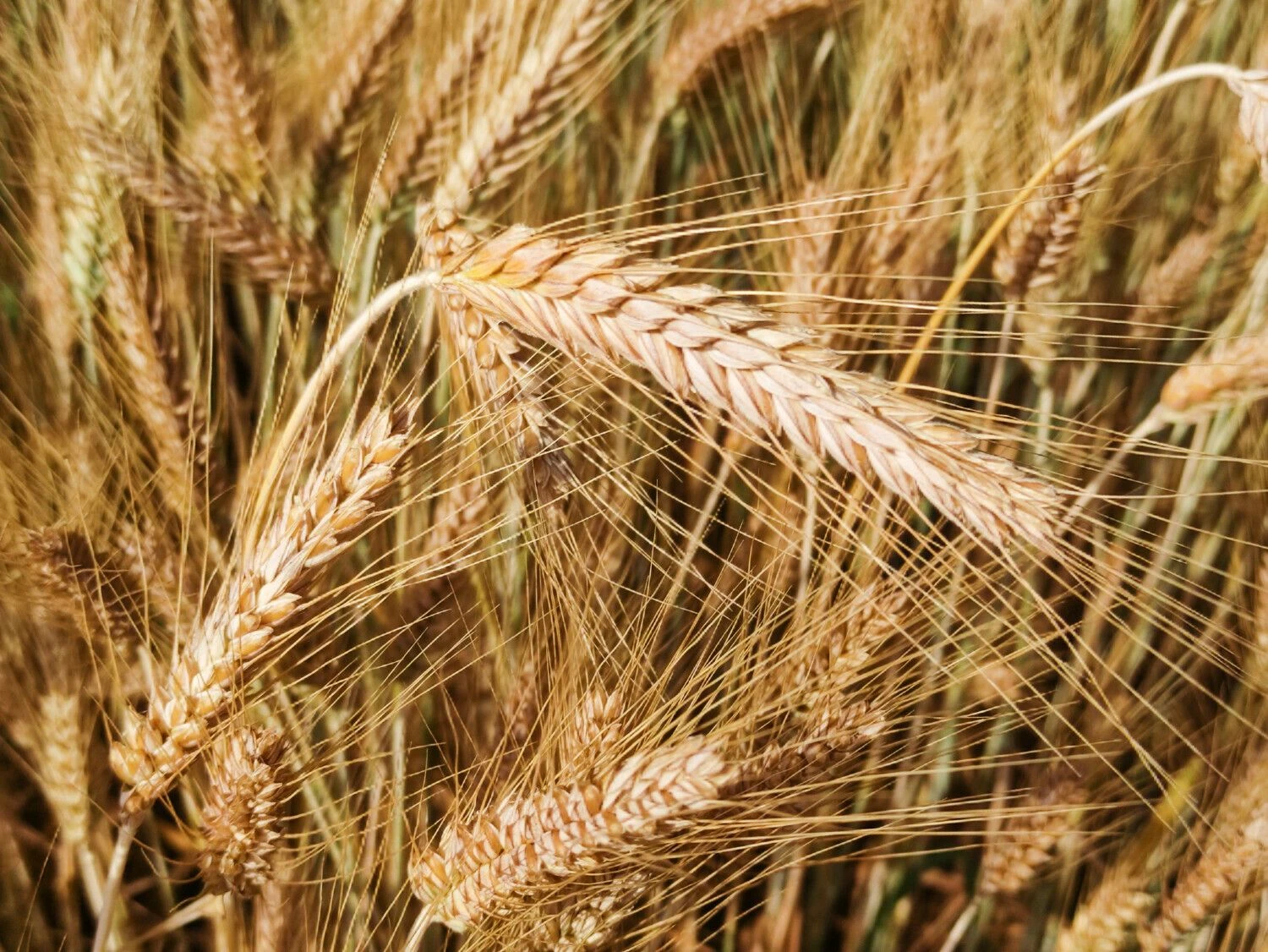 Vladimiro Ivanovo (VŽ) nuotr.