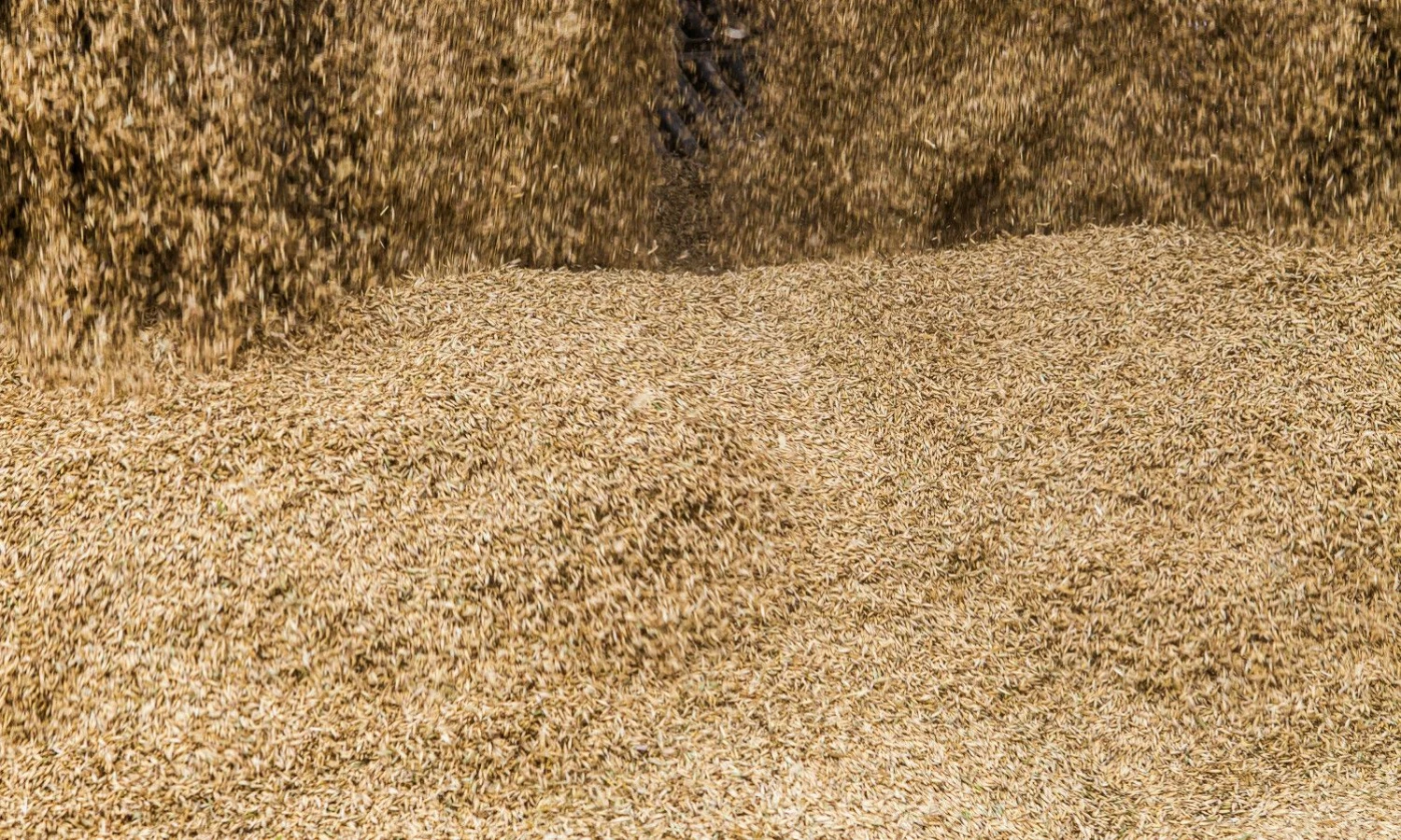 Vyginto Skaraičio (BNS) nuotr.