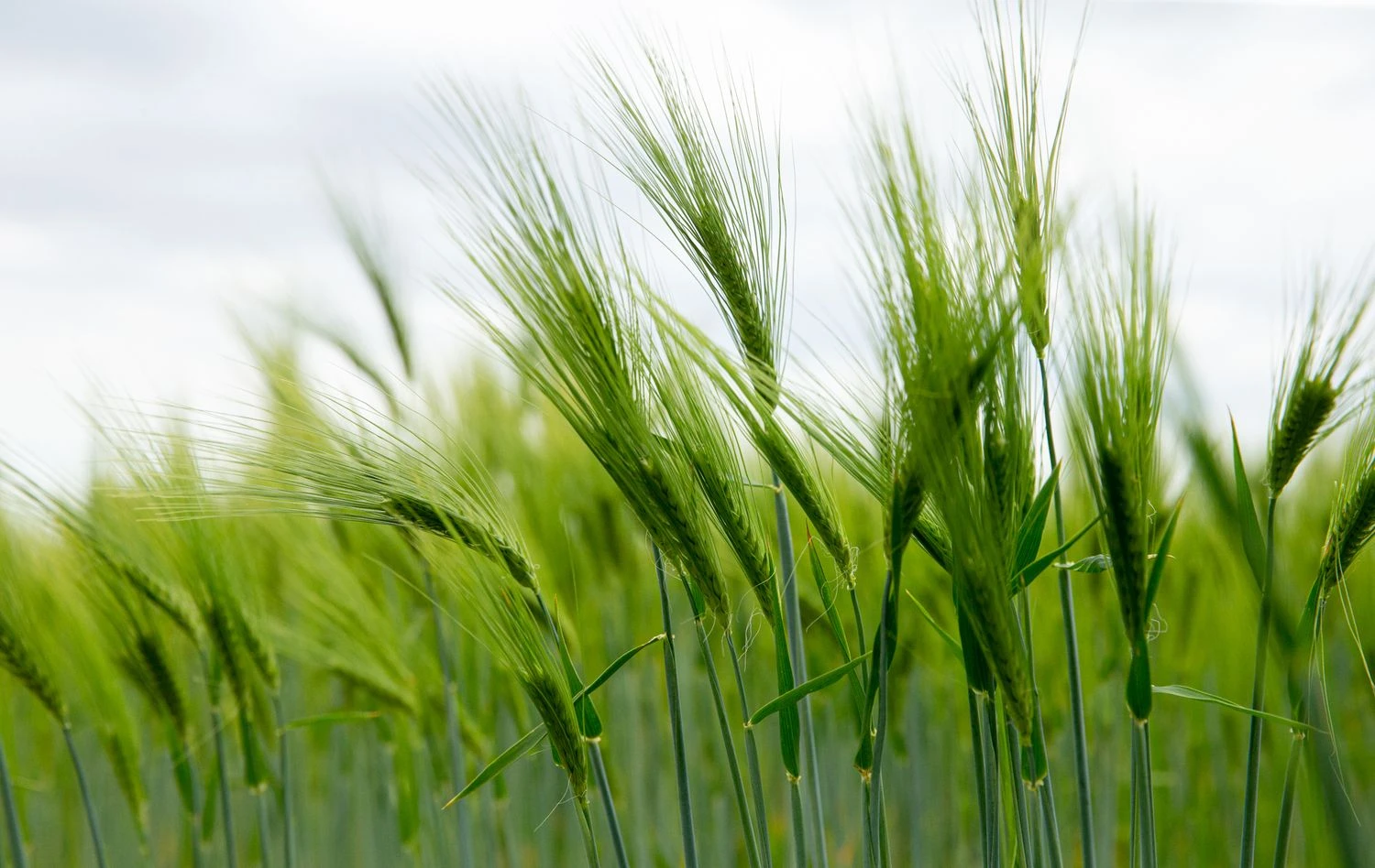 Juditos Grigelytės (VŽ) nuotr.