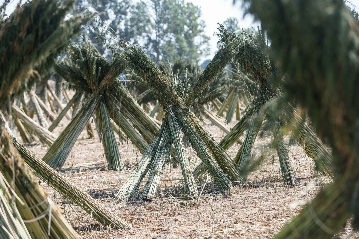 Juditos Grigelytės (VŽ) nuotr.