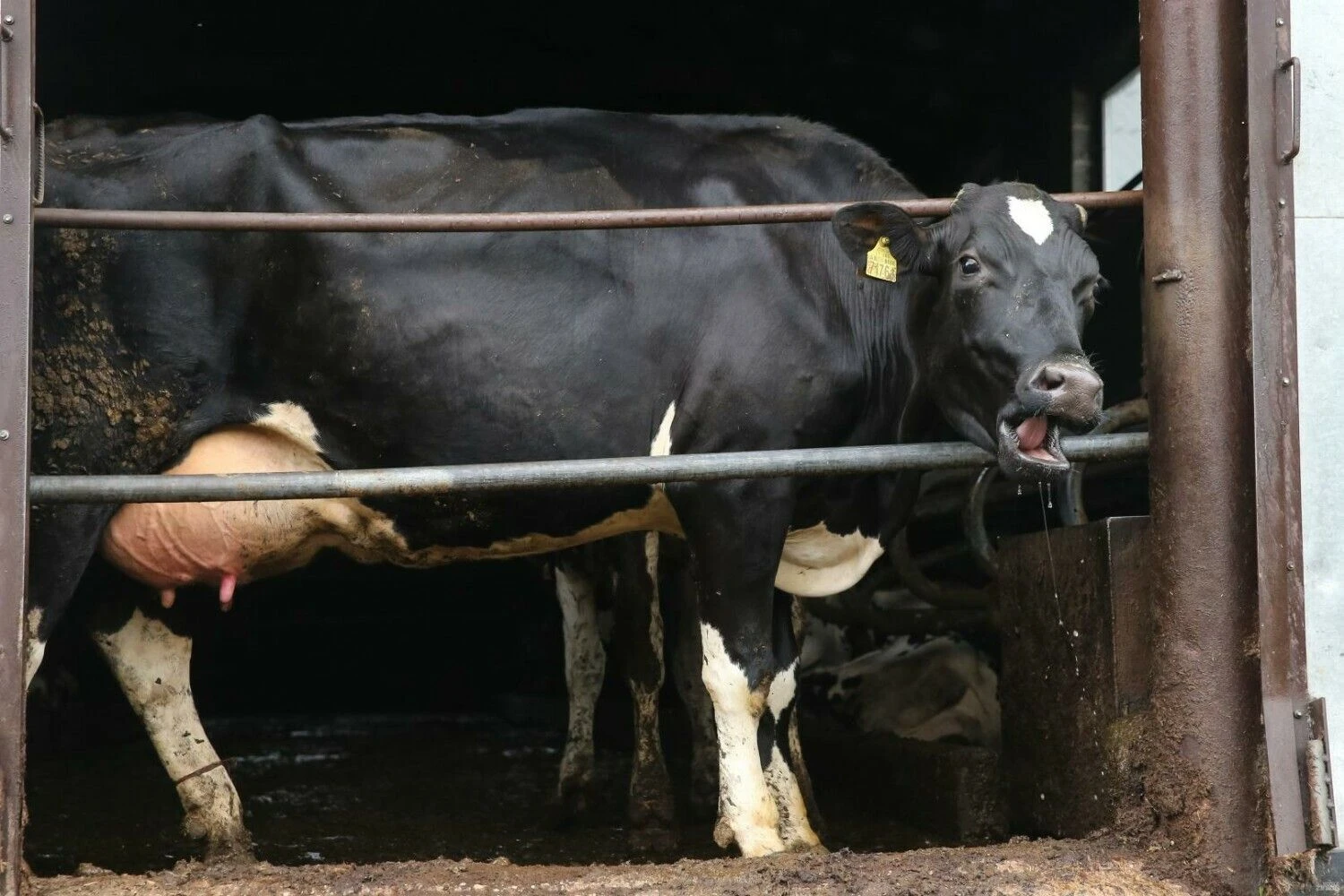 Vladimiro Ivanovo (VŽ) nuotr.