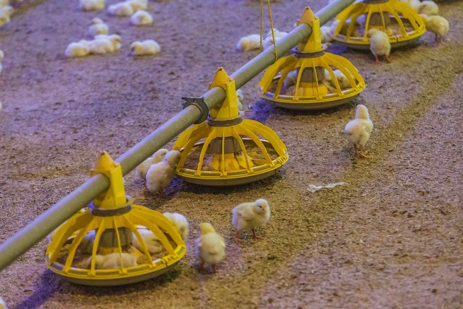 Vladimiro Ivanovo (VŽ) nuotr.